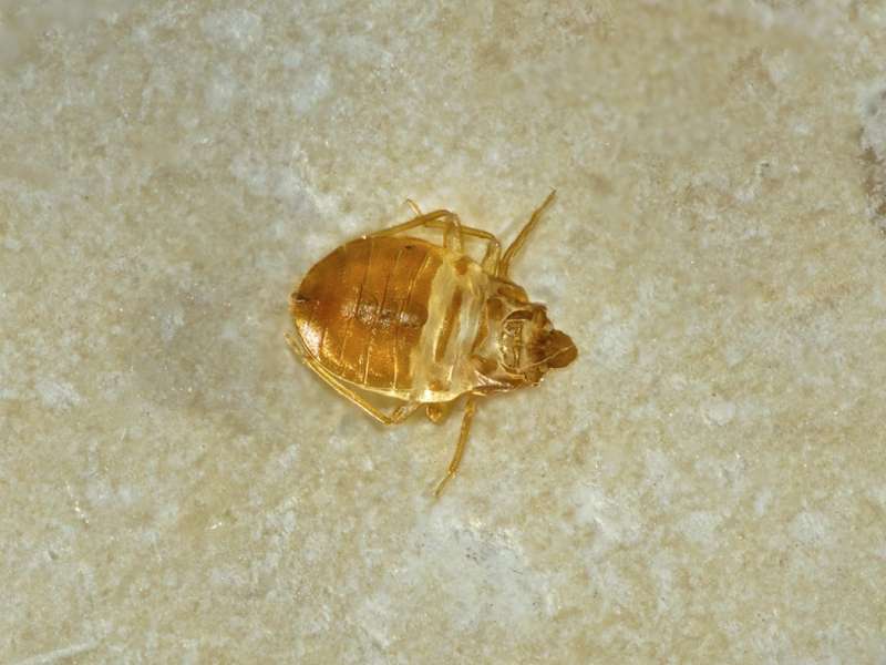 Specialized Reptile and Amphibian Enclosure Pest Management